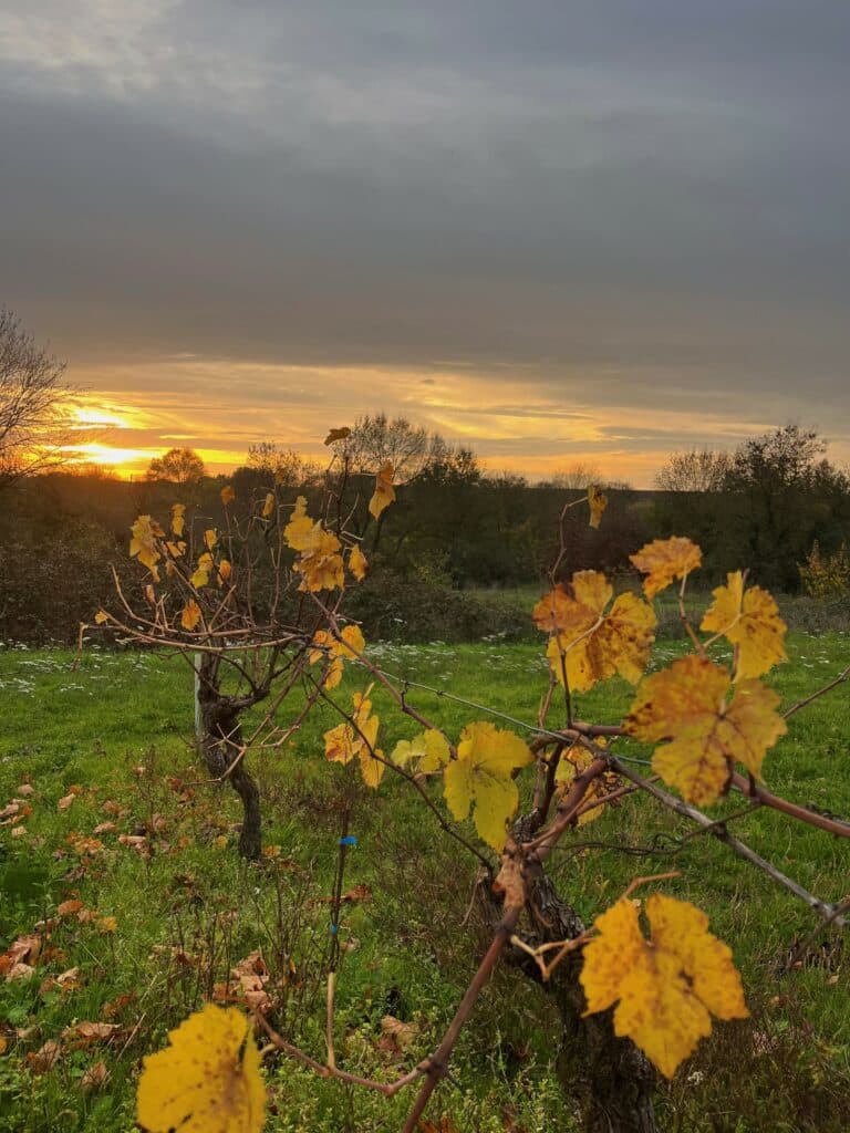 Vignes de Saint Fiacre sur Maine, du Domaine Gadais